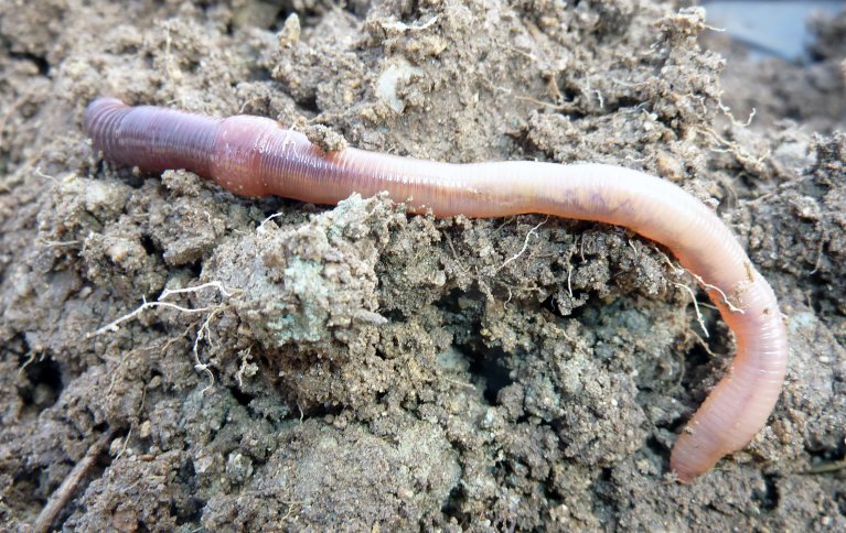 Av sprøytemidler i landbruket, er generelt midler brukt til desinfisering av jord og noen soppmidler veldig giftige for meitemark, mens flere ugrasmidler er mindre giftige. Foto: Reidun Pommeresche