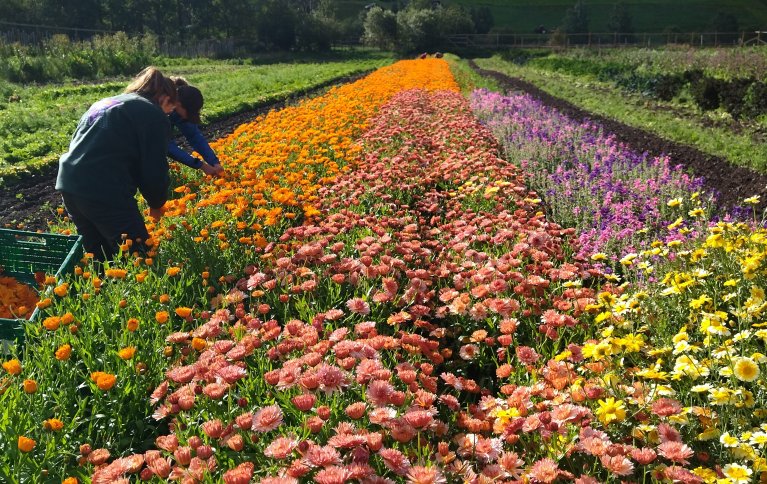 Midt på sommeren bugner det av blomster og grønnsaker. . Foto: Aukrust gard og urteri
