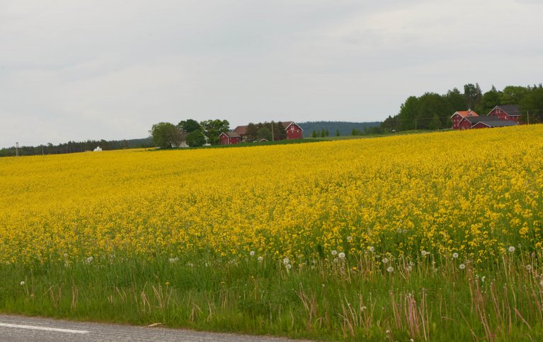 Økologisk høstraps kan være en svært lønnsom del av vekstskiftet. Den tykke pålerota er en prima jordarbeider. Erfaring viser at høstraps også er en god forgrøde for hvete. . Foto: Steffen Adler
