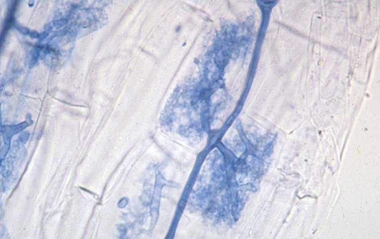 Den mest vanlige typen sopprot er arbuskulær mykorrhiza (AM). Her er soppen farget blå, og arbusklene ses tydelig som sterkt forgrenete strukturerer inne i rotceller hos hvete. Veggene til plantecellene skimtes som blanke firkanter rundt de tre blå arbusklene i bildet. Foto: Theo Ruissen