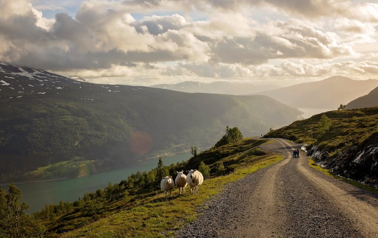 Hvor går veien for en bærekraftig utvikling av økologisk landbruk? NORSØK har gitt ut en rapport der dette spørsmålet drøftes. Foto: Adobe
