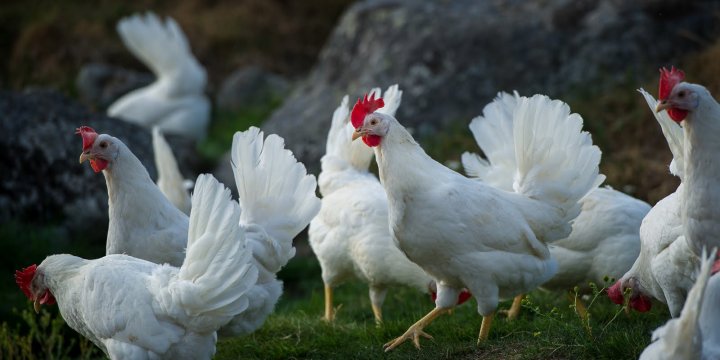 Høner på Solem gård. Gården blir drevet økologisk. Foto: Debio