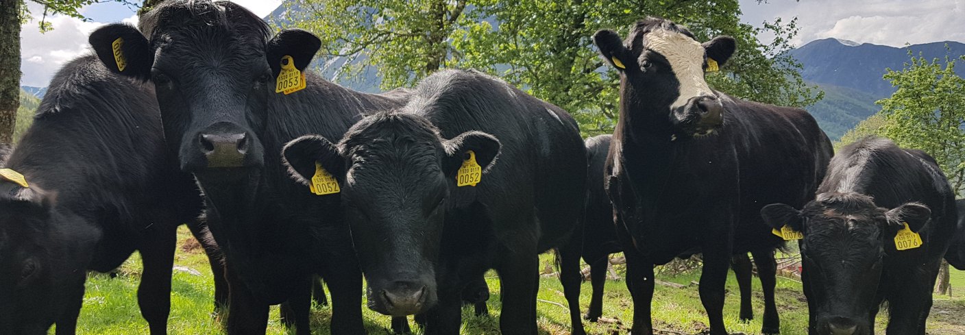 Strukturelle utfordringer setter miljømessig, økonomisk og sosial bærekraft i de grovfôrbaserte næringene i Møre og Romsdal under press. Foto: Rose Bergslid 