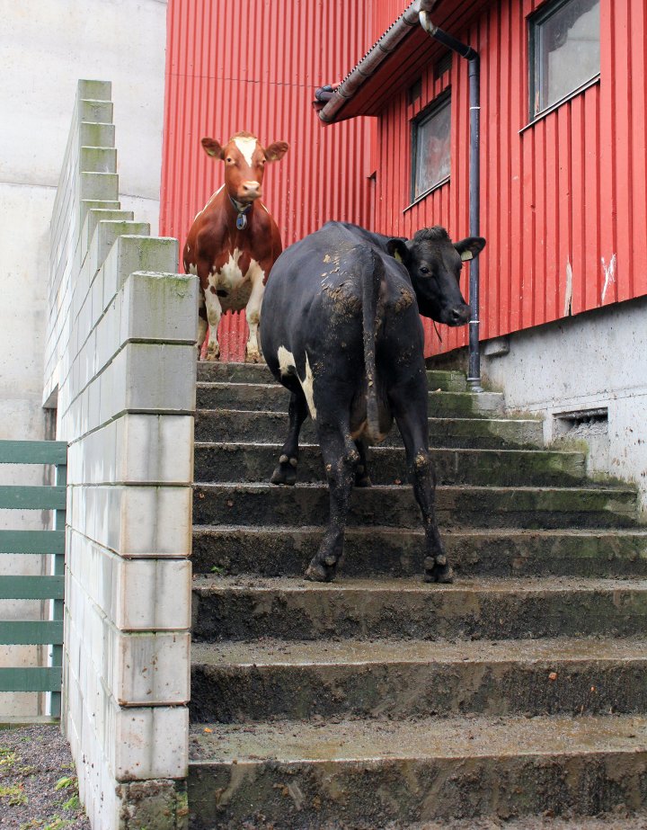 Kyrne lærer seg fort å bruke trapp. Tilgangen til luftegården er åpen på dagtid. Foto: Nina Iren Ugelvik