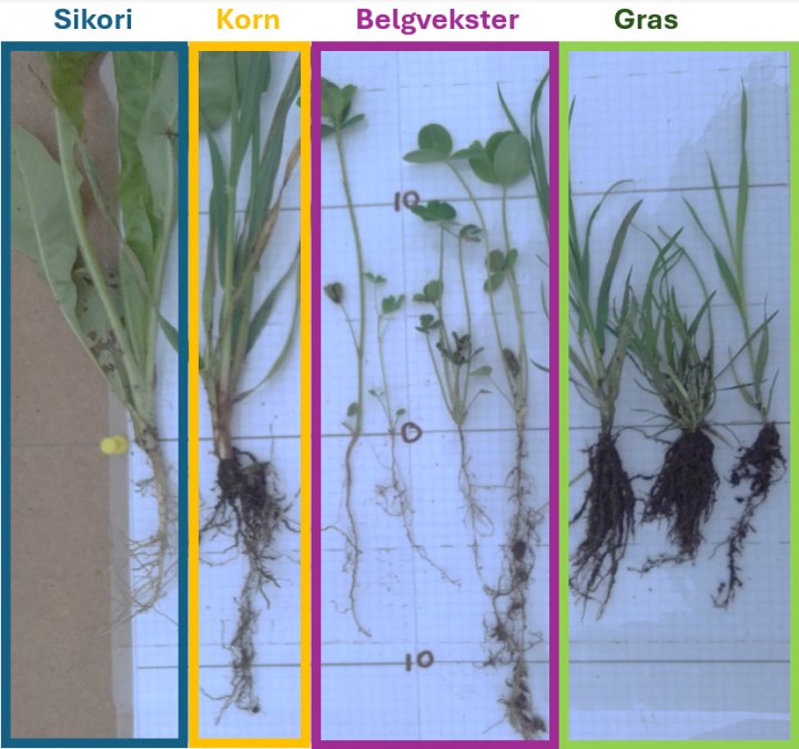 Jordpels Bilde Forkjellige Planter Bilde 3. Jordpels på planterøtter fra jord på en gård i Møre og Romsdal. Det var tydelig forskjell på hvor mye jordpels som hang igjen på planterøttene på ulike plantearter fra samme jord etter risting. Gras (tre arter) og korn (bygg) hadde mer og tettere rotjordpels enn vikke og rødkløverrøttene og sikoriplanten. Foto: Reidun Pommeresche.