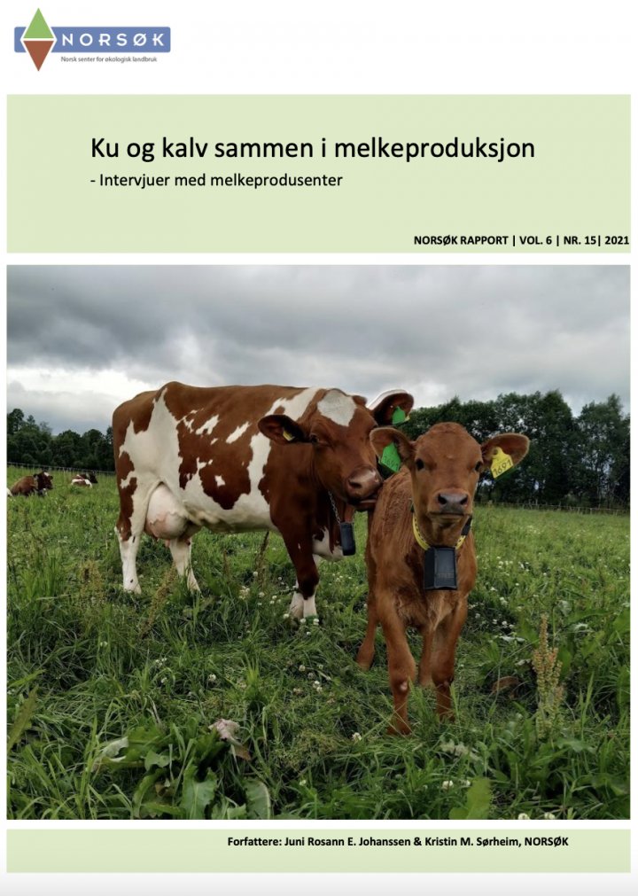 Ku Kalv intervju rapport