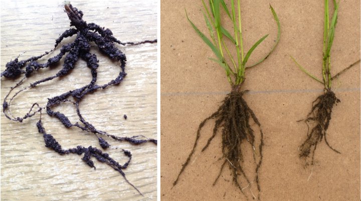 Bilde 1 Jordpels Bilde 1. Jordpels på en ung kornplanterot (venstre bilde, bygg)) og grasrøtter (høyre bilde, engsvingel). Det er mer rotjordpels på noen deler av røttene enn andre. Foto: Reidun Pommeresche