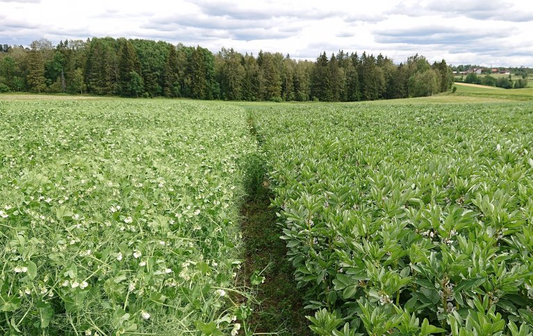 Erter og åkerbønner er gode kandidater til å møte den økende etterspørselen etter norskprodusert planteprotein, både til mat og fôr