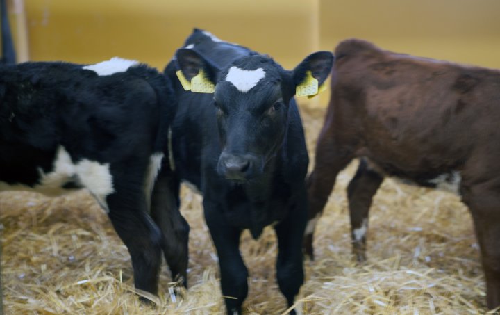 Det er mange fordeler med å ha ku og kalv sammen lenger. Forskning har vist at kalver som får være sammen med kyr og die ikke viser unormal sugeatferd. Foto: Anita Land