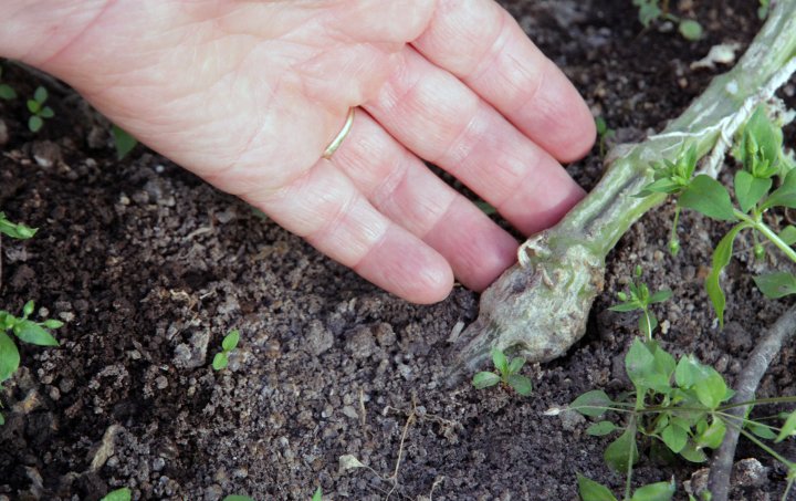 Godt rotsystem på tomatplantene får en til gjennom å pode dem på viltvoksende tomat- og agurksorter med robuste røtter. Foto: Anita Land