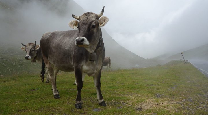 Tiroler Grauvieh. Foto: Tyr