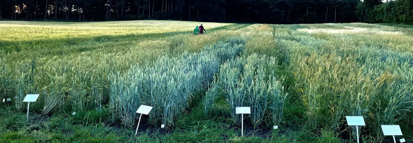 Agrologica jobber med foredling av et stort mangfold kornsorter. Foto: Anniken Stensrud