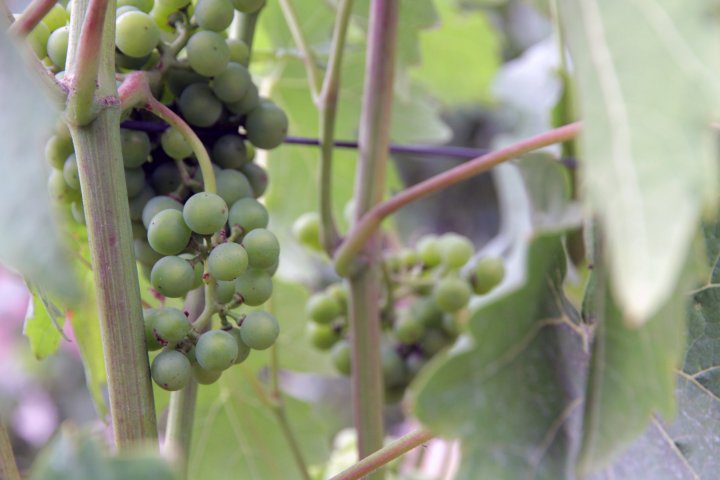 Vinproduksjonen ved Eco Fields har utvikla seg fra hobby til næring. Foto: Anita Land