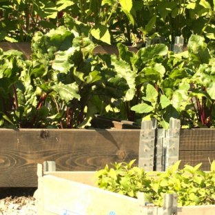 Kjøkkenhagedagen Kjøkkenhagedagen