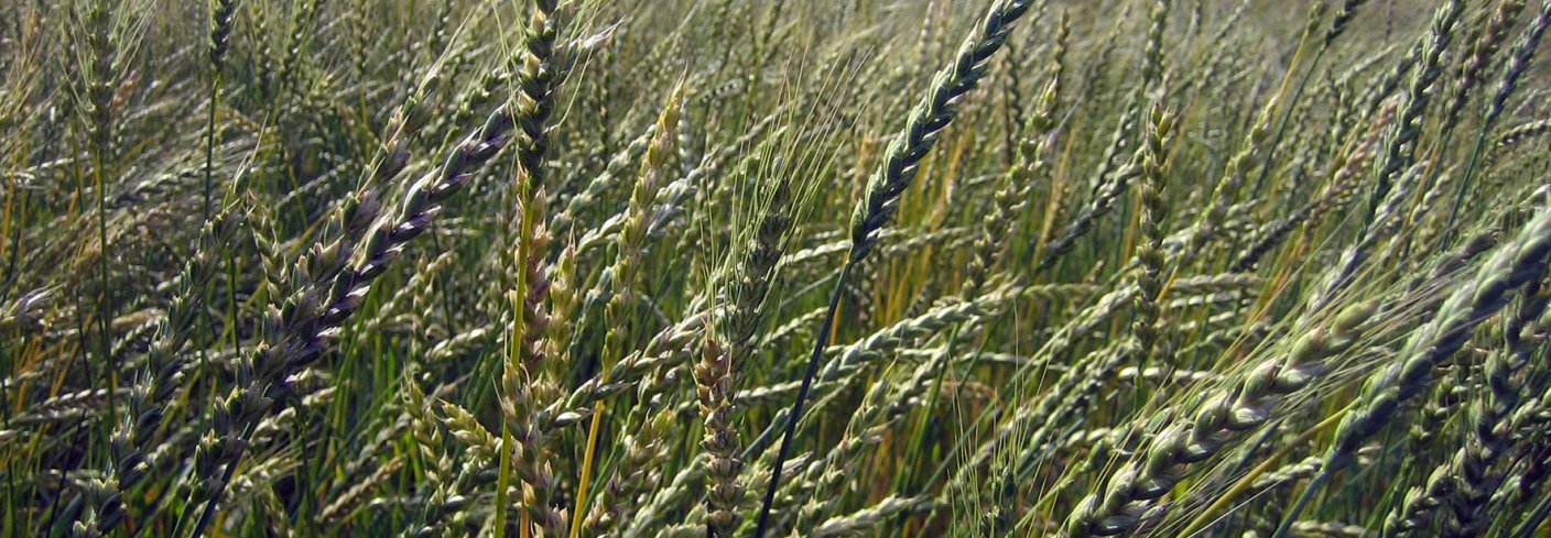 Som dekkvekst kan man så korn eller ei grønfôrblanding. Både bygg, havre og hvete kan brukes. Foto: Maud Grøtta