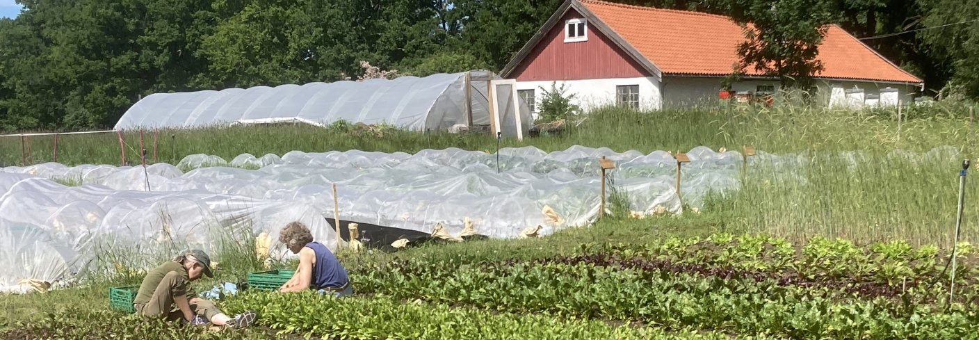 Markedshage Småskala grønnsaksproduksjon hos en av produsentene som er med i prosjektet "Bønder og byen", juni 2021. Foto: Anne-Kristin Løes