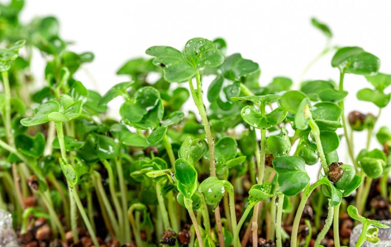 Mikrogrønt er småplanter proppfulle av vitaminer og mineraler. Foto: CC BY 2.0