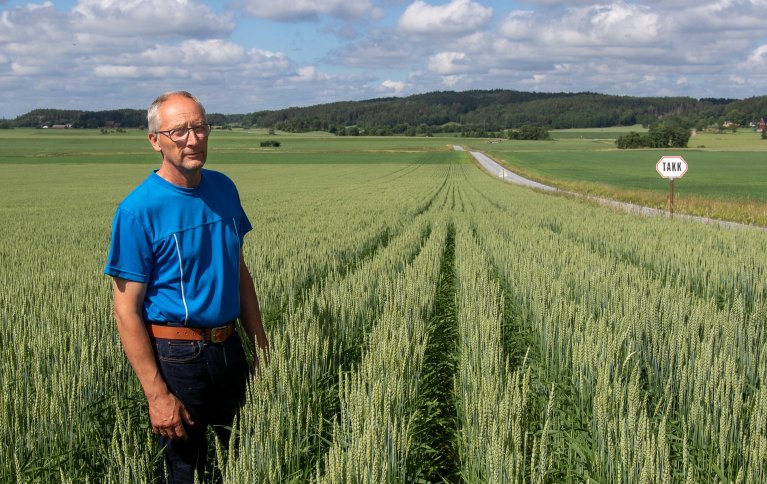 FAGLIG MOTIVASJON: Økologisk dyrking krever mer kunnskap. Erik Sørli fant ny faglig motivasjon da han la om kornproduksjonen.   . Foto: Morten Berntsen Livenengen