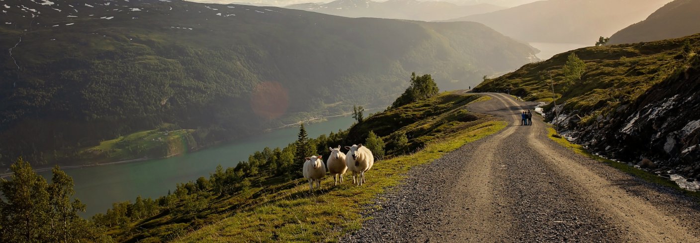 Bærekraftsrapport sau vei Hvor går veien for en bærekraftig utvikling av økologisk landbruk? NORSØK har gitt ut en rapport der dette spørsmålet drøftes. Foto: Adobe