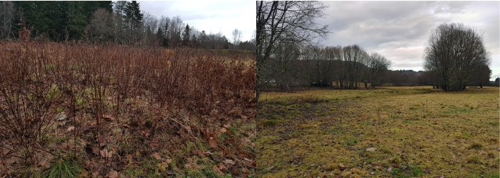 Jordbruksareal før og etter det er tatt i bruk til beiting med kviger på Hjelset i Molde kommune