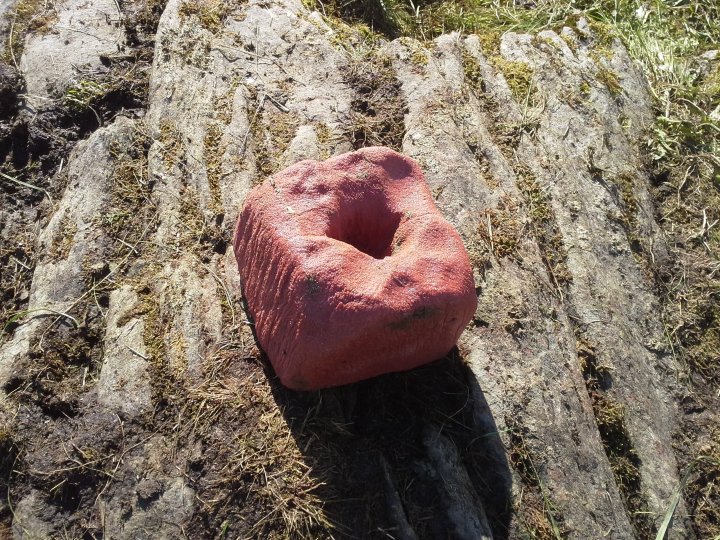 Sauer i område med lite kopar kan bruka koparhaldig saltstein. Foto: Gunnalug Røthe.