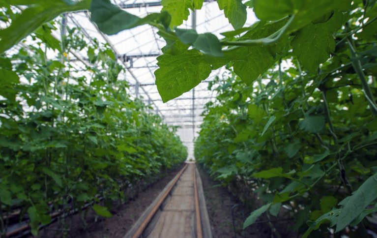 Tomatdyrking i Kjær Gartneri. Foto: Debio