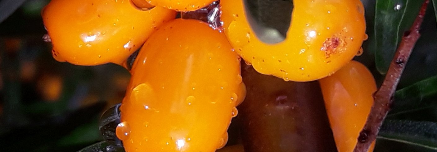 Tindved har falske steinfrukter med  en sterk orange/gul farge. Foto: Steve Saltermark