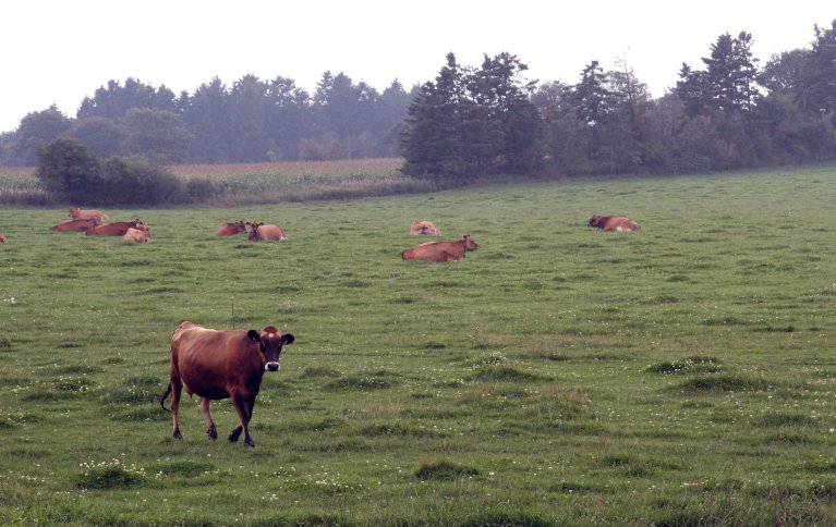 Økologisk mjølkeproduksjon, økt bærekraft i økologisk landbruk, kunnskapsformidling, forsyningssystemer for økologisk mat og utvikling av økologisk landbruk var tema på konferansen.