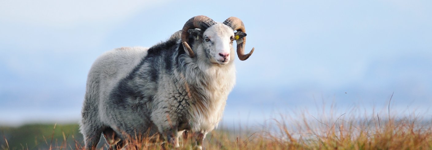 Det er dårlig ressursutnyttelse å ikke bruke den vakre og gode ulla fra de gamle sauerasene våre. Foto: Sørværet Villsau