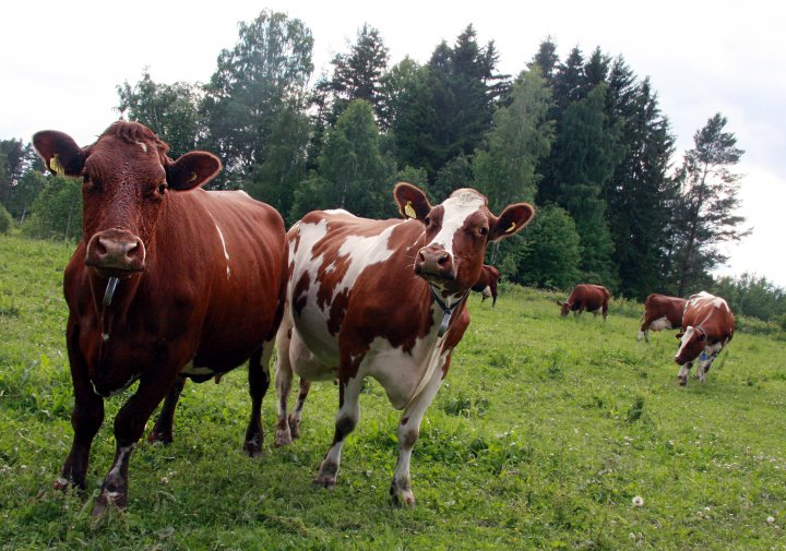 Data fra melkebruk i Møre og Romsdal og Trøndelag ble brukt i denne studien. Foto: Anita Land