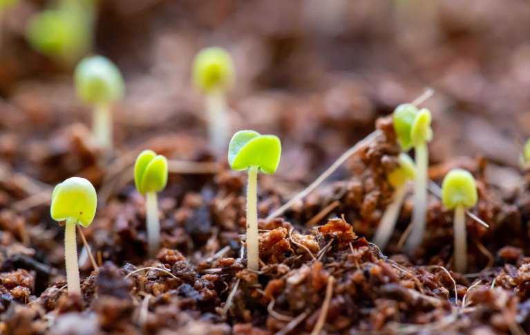 BIOSTIMULANTER: FiBL, Forskningsinstituttet for økologisk landbruk i Sveits har utgitt et faktahefte om såkalte biostimulanter eller planteforsterkere. Foto: pxfuel