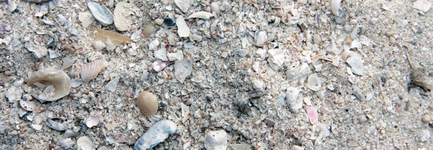 De viktigste kalkingsmidlene er kalkstein, dolomitt og skjellsand (bildet) i økologisk landbruk. Foto: Anita Land