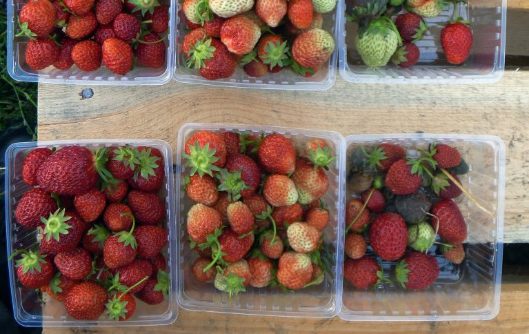 Friske jordbær til venstre, bær med gråskimmel til høgre. Foto: Atle Wibe