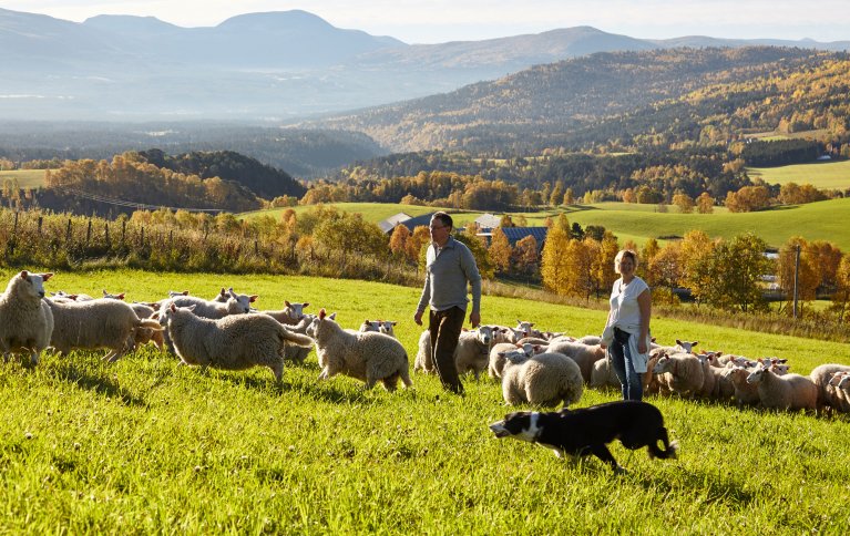 Godt høstbeite for lammene. . Foto: Arnstein Enget