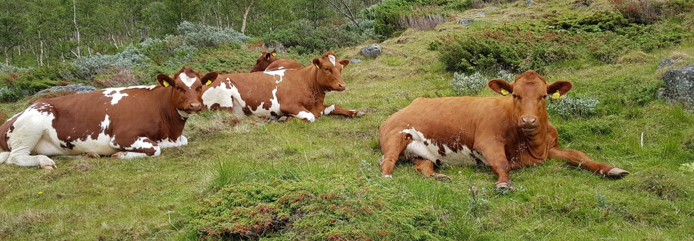 STELL AV UTMARKSBEITE: Beitedyr vedlikeholder beitene best. Men det trengs også litt hjelp fra menneskehender for at de skal yte best mulig. . Foto: Maud Grøtta