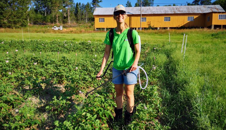 Forsker Tatiana Rittl i NORSØK sprøyter potet med ozonholdig vann i et forsøk på Tingvoll gard. Foto: Atle Wibe