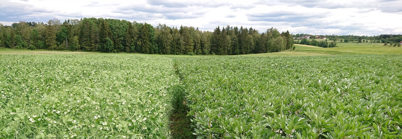 Erter og åkerbønner er gode kandidater til å møte den økende etterspørselen etter norskprodusert planteprotein, både til mat og fôr