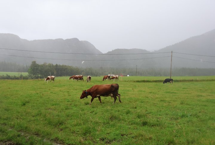 Melkekyrne på beite ved fjøset. Foto: Rosann Johanssen