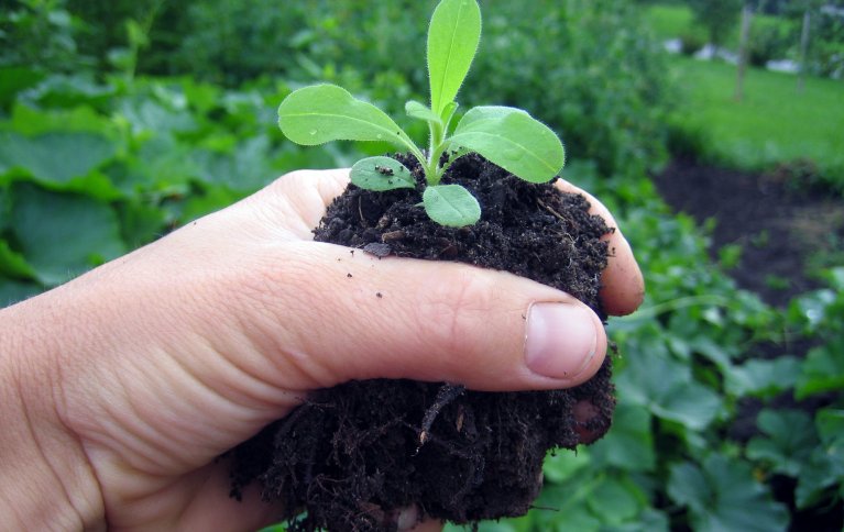 Klorofyllet brytes ned dersom planta får for lite magnesium. Det viktigaste tiltaket for å betre utnyttinga av nitrogen og unngå tap er å sørge for ar det finst planter i best mogeleg vekst størst mogeleg del av året. Foto: Reidun Pommereche