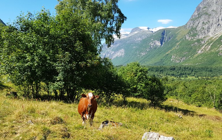 Kyr er som folk, de liker å være ute. Foto: Rose Bergslid 