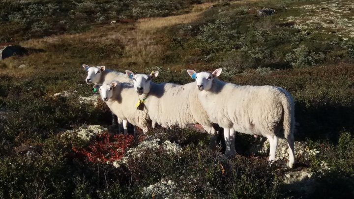 Sentralisering av produksjon gir svekket ressursutnyttelse og økt gjengroing av jordbruksareal. Foto: Rose Bergslid
