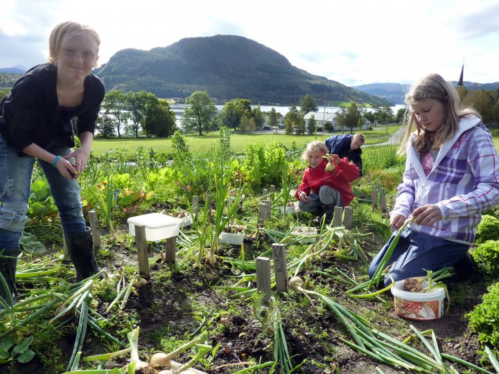 Høsting og veiing av løk, 20. september. Da vi høstet løken, ble det diskusjoner om hvilke løker og hvor mange vi skulle velge å veie i hver rute og hvor mye vi skulle skjære bort av røtter og stilk før veiing. . Foto: Reidun Pommereche