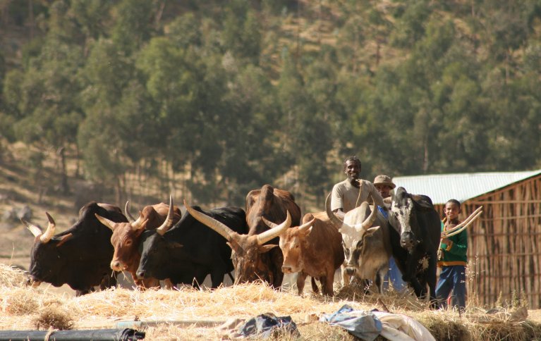 Okser har stor  tradisjonell betydning for landbruket i Etiopia. Foto: Anita Land