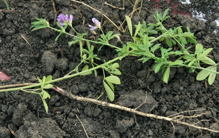 Luserne er påviselig den arten som kan vokse gjennom hardest jord. Men den kan være vanskelig å få etablert. Bør såes som gjenlegg i korn. Foto: Kari Bysveen