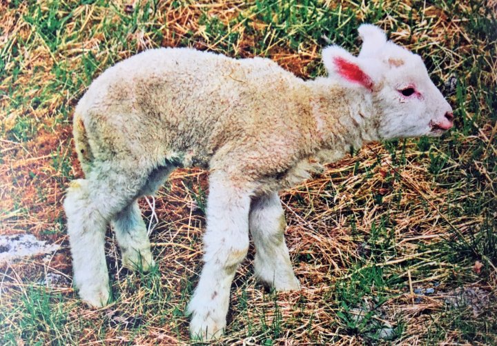 Tegn på selen- og vitamin E- mangel er at lammet får problemer med å gå. Lammet får stolpete gange og kan ha problemer med å reise seg. Foto: Asle Bjørgås