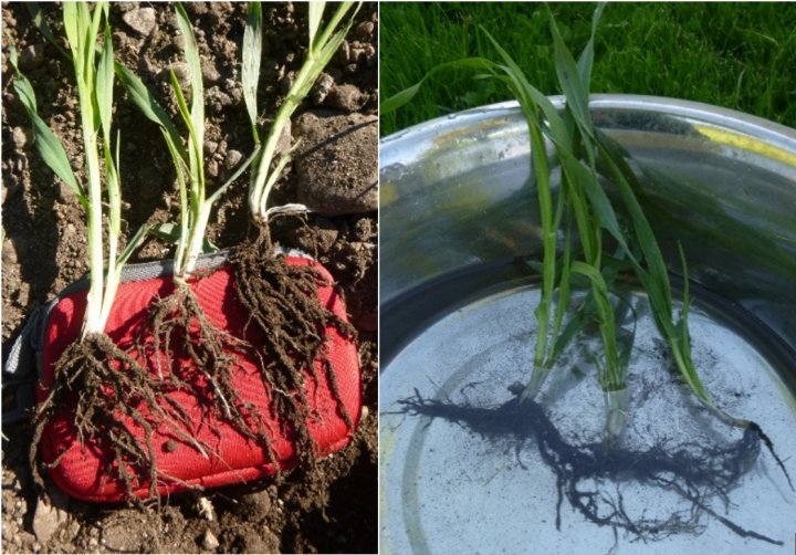 Bilde 2 Rotpels Bilde 2. På unge vårbyggplanter fant vi mye og tett med rotjordpels (vb). På flere av plantene satt jorda på selv etter 5 ristinger i vann (hb), mens en del løste seg opp og falt av. Foto: Reidun Pommeresche