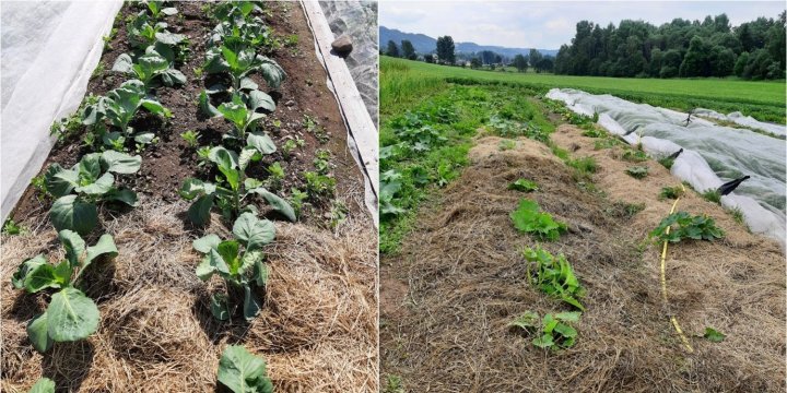 Plantehakk med rundballsilo i markedshage i Brumunddal i slutten av juni 2021. Foto: K. Bysveen