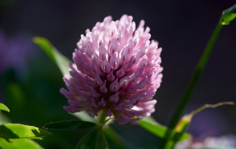 Kløver fikserer nitrogen i jorda, men kan være utsatt for kløvertretthet. Den sveitsiske arten Mattenklee har vist god motstandsdyktighet i svenske forsøk. Foto: Steffen Adler