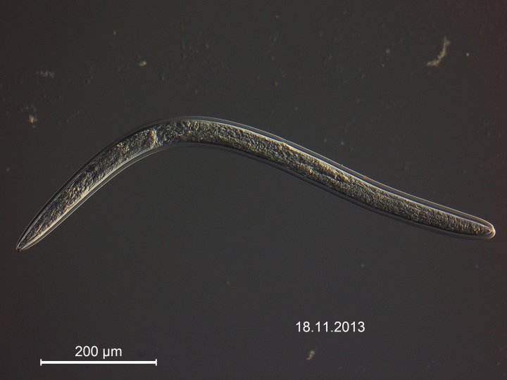 Stubbrotnematode . Foto: C. Magnusson