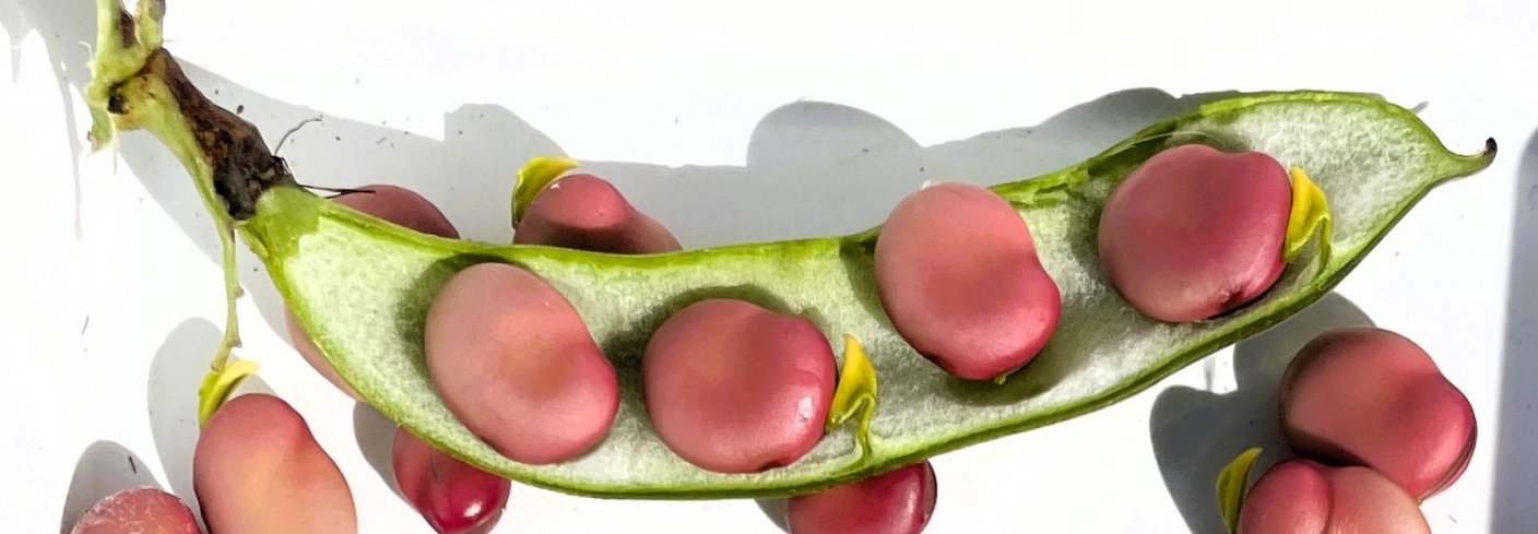 Erter og bondebønner er proteinrike og enkle vekster å dyrke i hagen. Foto: Anniken Stensrud